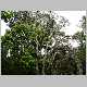 Acacia koa1.JPG